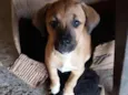 Zezé