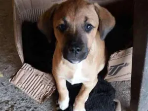 Cachorro raça Sem raça definida idade 2 a 6 meses nome Zezé