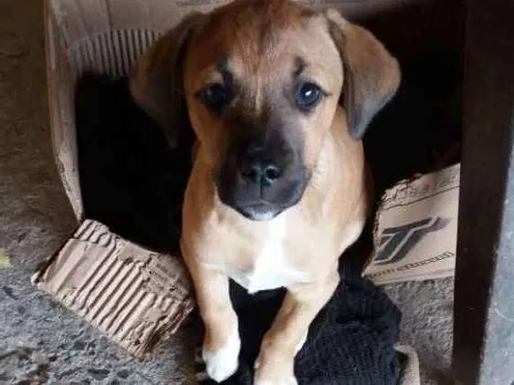 Cachorro ra a Sem raça definida idade 2 a 6 meses nome Zezé