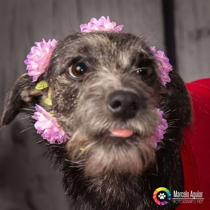 Cachorro ra a SRD idade 7 a 11 meses nome Milla
