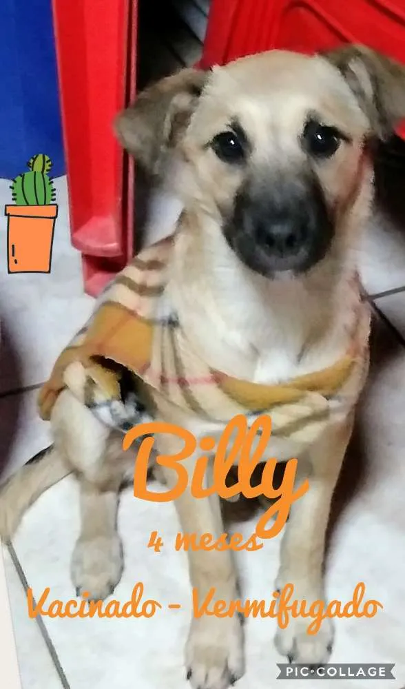 Cachorro ra a SRD idade 2 a 6 meses nome Billy