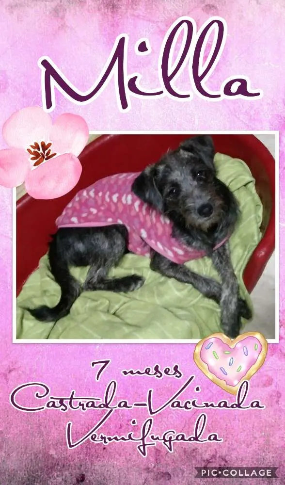 Cachorro ra a SRD idade 7 a 11 meses nome Milla