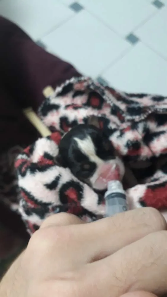 Cachorro ra a Srd idade Abaixo de 2 meses nome Sem nome