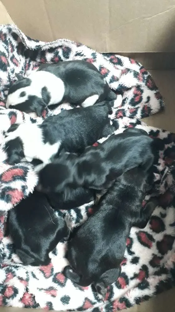 Cachorro ra a Srd idade Abaixo de 2 meses nome Sem nome
