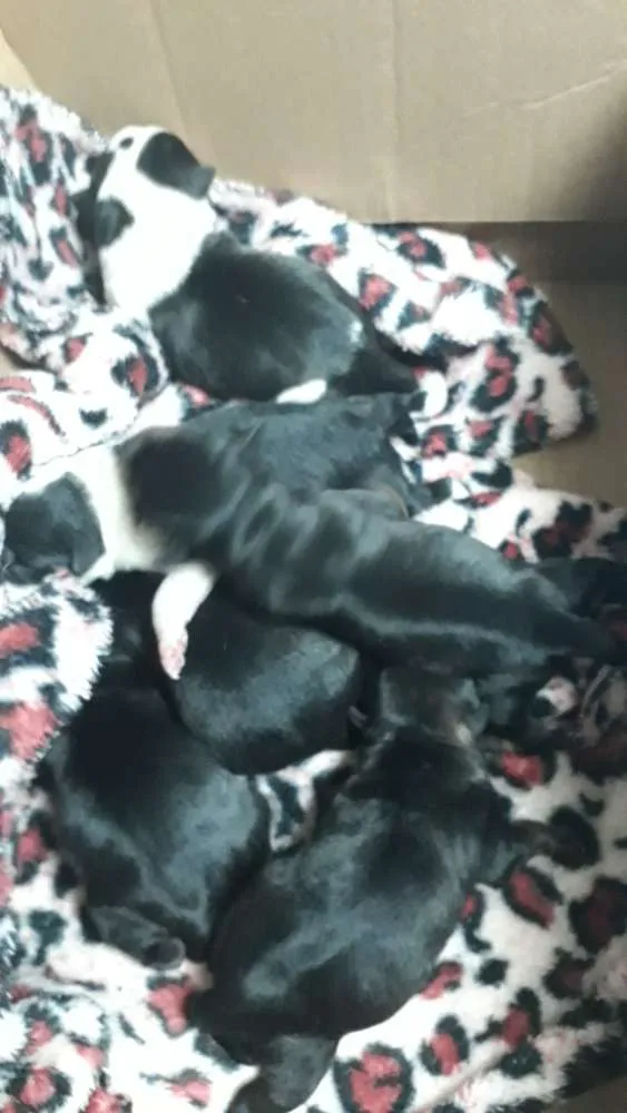 Cachorro ra a Srd idade Abaixo de 2 meses nome Sem nome