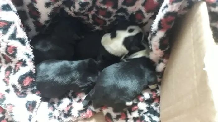 Cachorro ra a Srd idade Abaixo de 2 meses nome Sem nome