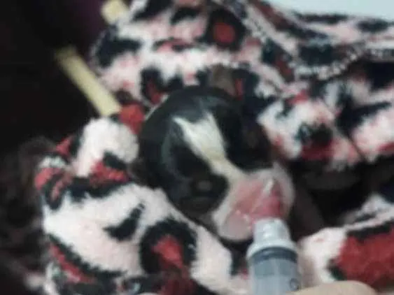 Cachorro ra a Srd idade Abaixo de 2 meses nome Sem nome