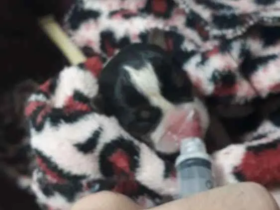 Cachorro ra a Srd idade Abaixo de 2 meses nome Sem nome
