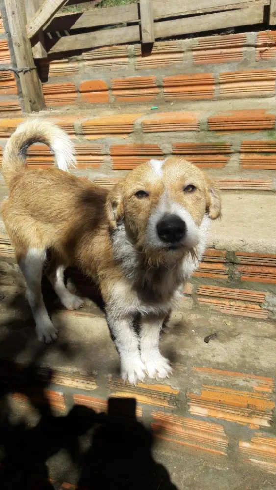 Cachorro ra a Vira Lata idade 2 anos nome Thor 