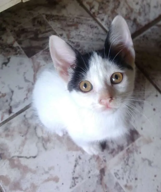 Gato ra a Indefinida idade 2 a 6 meses nome Sem Nome