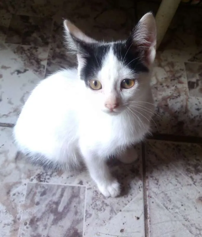 Gato ra a Indefinida idade 2 a 6 meses nome Sem Nome