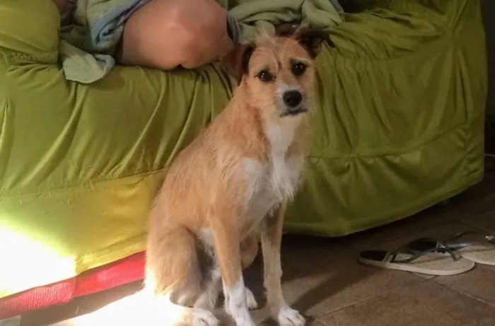Cachorro ra a misturado idade 1 ano nome Toto