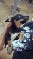 Piquituxa