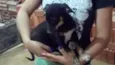 Piquituxa