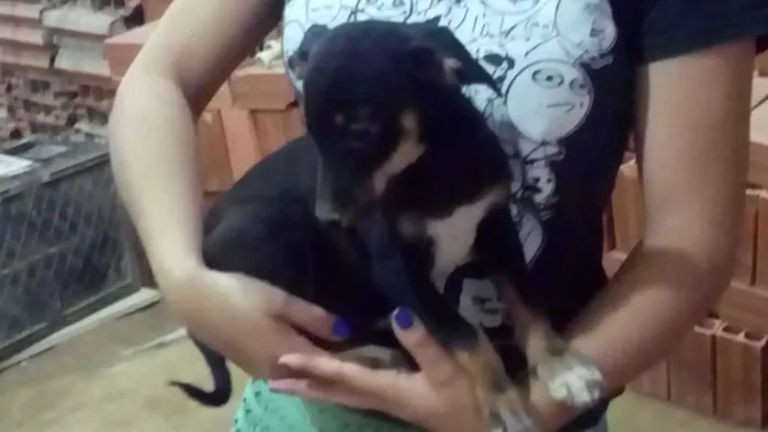 Cachorro ra a Misturado idade 2 a 6 meses nome Piquituxa