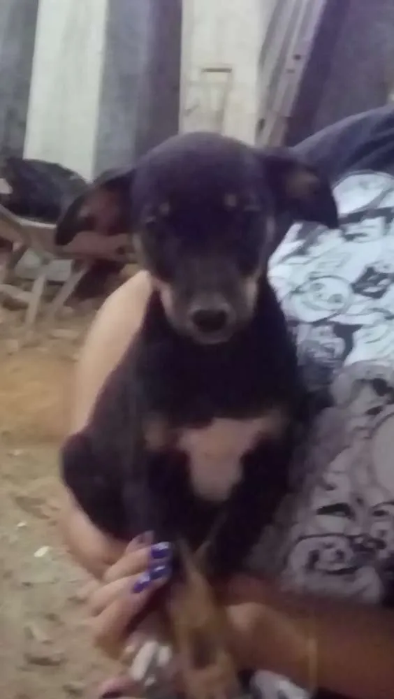 Cachorro ra a Misturado idade 2 a 6 meses nome Piquituxa