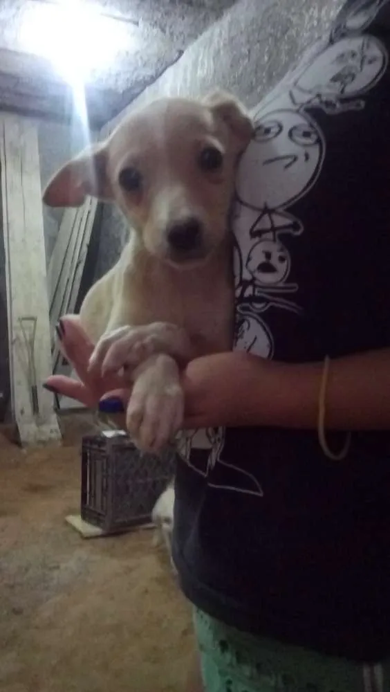 Cachorro ra a Viralata idade 2 a 6 meses nome Mimosa