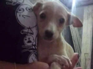 Cachorro raça Viralata idade 2 a 6 meses nome Mimosa