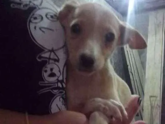 Cachorro ra a Viralata idade 2 a 6 meses nome Mimosa