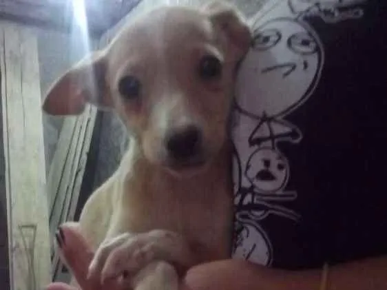 Cachorro ra a Viralata idade 2 a 6 meses nome Mimosa
