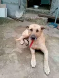 Scooby