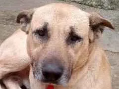 Cachorro ra a SRD idade 4 anos nome Scooby