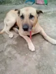 Scooby