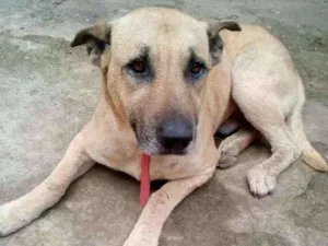 Cachorro raça SRD idade 4 anos nome Scooby