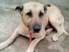 Cachorro raça SRD idade 4 anos nome Scooby