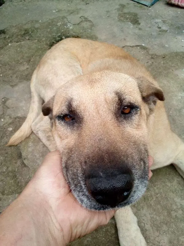 Cachorro ra a SRD idade 4 anos nome Scooby