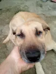 Scooby