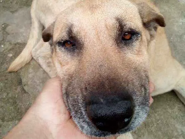 Cachorro ra a SRD idade 4 anos nome Scooby