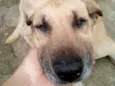 Scooby