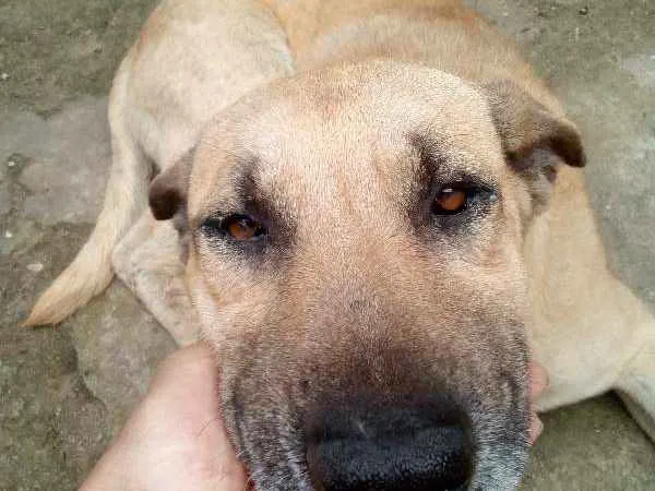 Cachorro ra a SRD idade 4 anos nome Scooby
