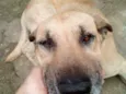 Scooby