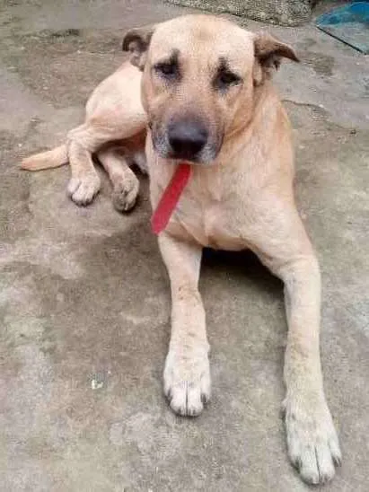 Cachorro ra a SRD idade 4 anos nome Scooby