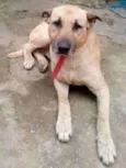 Scooby
