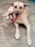 Scooby