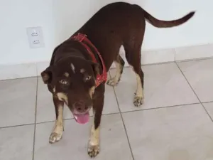 Cachorro raça Vira lata idade 2 anos nome Lola