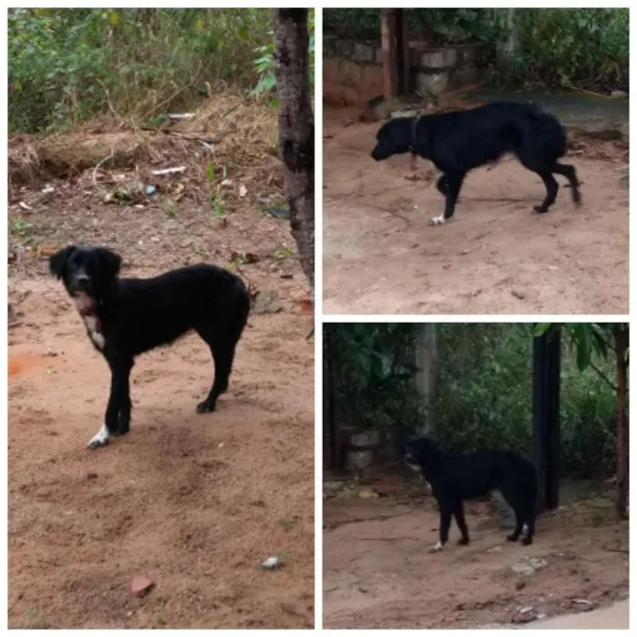 Cachorro raça INDEFINIDA idade 7 a 11 meses nome PRETINHA 