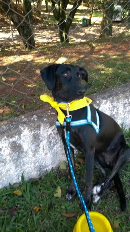 Cachorro ra a MIX  idade  nome valentin