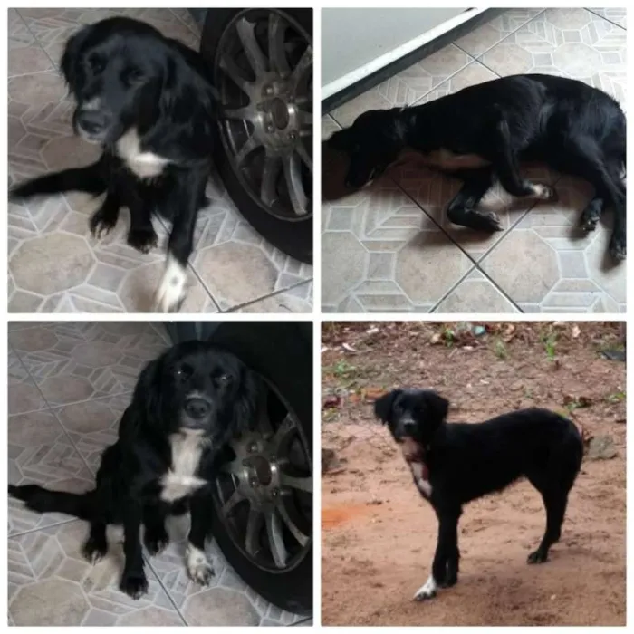 Cachorro raça INDEFINIDA idade 7 a 11 meses nome PRETINHA 