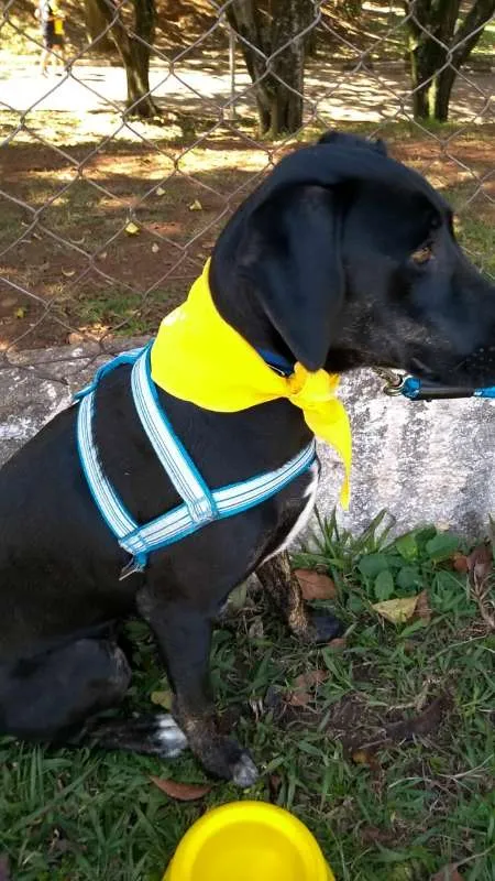 Cachorro ra a MIX  idade  nome valentin