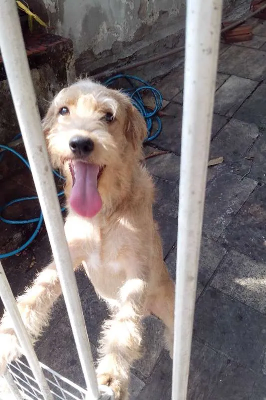 Cachorro ra a srd idade 1 ano nome spike
