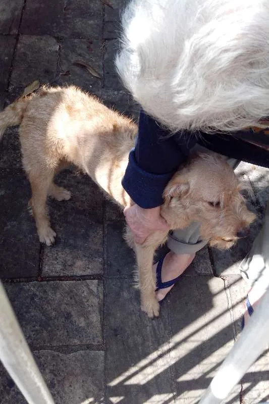 Cachorro ra a srd idade 1 ano nome spike
