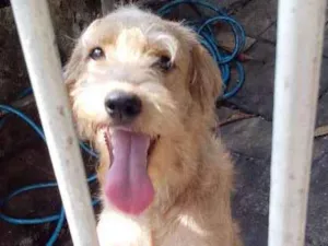 Cachorro raça srd idade 1 ano nome spike
