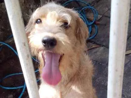 Cachorro ra a srd idade 1 ano nome spike