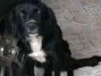 PRETINHA 