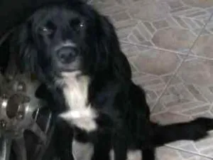 Cachorro raça INDEFINIDA idade 7 a 11 meses nome PRETINHA 