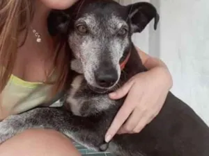 Cachorro raça srd idade 6 ou mais anos nome LUILUI GRATIFICA